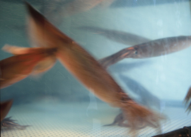 海鮮家 小樽磯鮨（カイセンヤ オタルイソズシ） - 南小樽（寿司）の写真