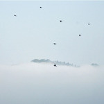 津和野温泉宿　わた屋 - 気候によっては津和野城跡が天空の城のように
      見えるそうだけど今日はほぼ隠れてちゃってます。鳥が数羽、飛んでるけど分かるかな？バスの中でもいろいろとお話を聞かせてもらえてとても貴重な体験ができました