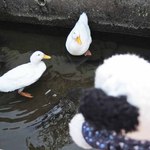 津和野温泉宿　わた屋 - チェックアウトしたあと、宿の前の池にいる
      わた屋の看板アヒルちゃんにお別れを・・・
      
      ちびつぬ「アヒルさ～ん、また泊まりにくるわね～」
      