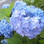 鮨 猪股 - 道にはアジサイがきれいに咲いていた。