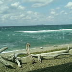 柿の木 - 柿の木