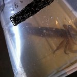 函館番屋ひとし - 活イカ　ちょうど入荷してきました（＾＾）