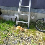 醤油屋本店・別館 おとん食堂 - 基礎にどんぶり&おとなしいネコ