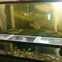 日本料理簾 - 入り口に巨大水槽。鯛一匹w