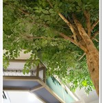 atatakanaosara - 店内の大きな木