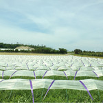 カーブドッチ - 