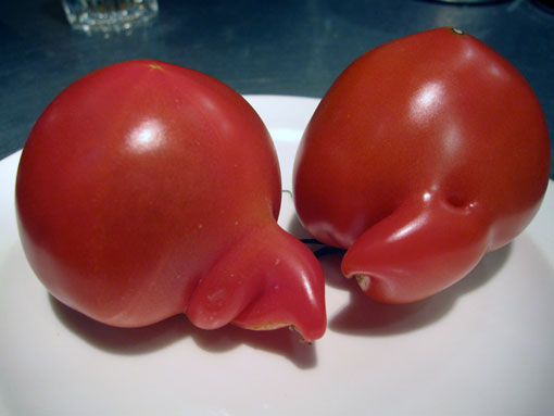 いぐれっく５．３（イグレックゴーテンサン） - 小樽（洋食）の写真