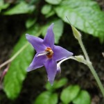喫茶 吉野