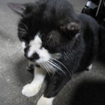 武蔵屋 - 看板猫のチャップ