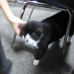 武蔵屋 - 人懐っこい♪