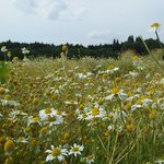 天意の里　ハーブガーデン - 5月下旬～6月中旬カモミール摘みとり体験300円