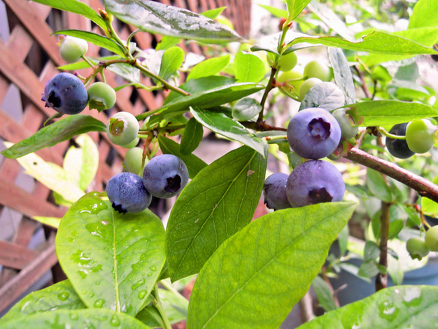 イル レガーロ - 猪苗代（イタリアン）の写真