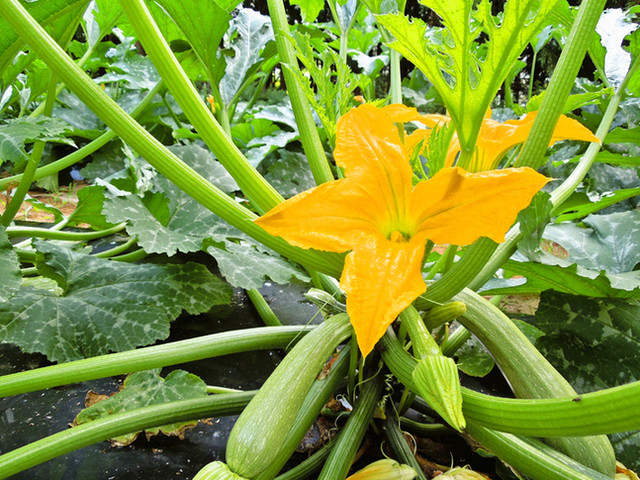 イル レガーロ - 猪苗代（イタリアン）の写真