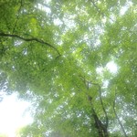 マジカメンテ ビバッコ - 