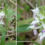 プチホテル　コリンシアン - ハクサンチドリの白花?　久種湖散策。プチホテルコリンシアン(北海道礼文島)食彩品館.jp撮影