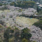 ソレイユ - 明石公園の桜が満開になるとこんな感じに★上から見下ろすのも中々イイものです！