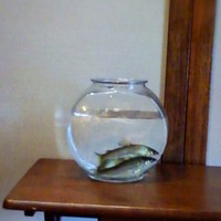 日本料理 みや  - 