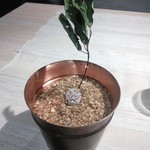 レヴォ - チョコです