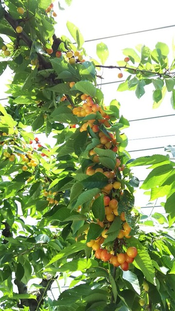 さくらんぼ狩りに行ってみませんか By マネキン人間 阿部さくらんぼ園 栗原市その他 その他 食べログ