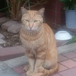 丿貫 - いつもの　ネコちゃん＾＾