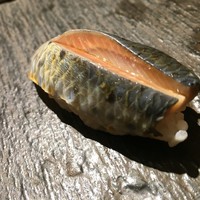 SUSHI TOKYO TEN、 新宿ニュウマン店 - 