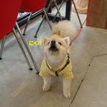 DOG DEPT.+CAFE Karuizawapurinsuten - 『店長オススメ』をオーダーしました♪