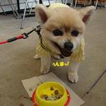 DOG DEPT.+CAFE Karuizawapurinsuten - シカ爆喰い♨