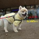 DOG DEPT.+CAFE Karuizawapurinsuten - ①年振り♨