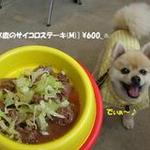 DOG DEPT.+CAFE Karuizawapurinsuten - [DOG MENU]エゾ鹿のサイコロステーキ(M)♨