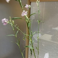 瓢嘻 六本木店 - 