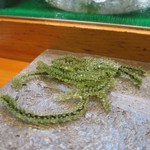 寿司栄 - 海ぶどう