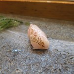 寿司栄 - オコゼ