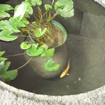 板鼻館 - 鯉かな⁉(^_^;)