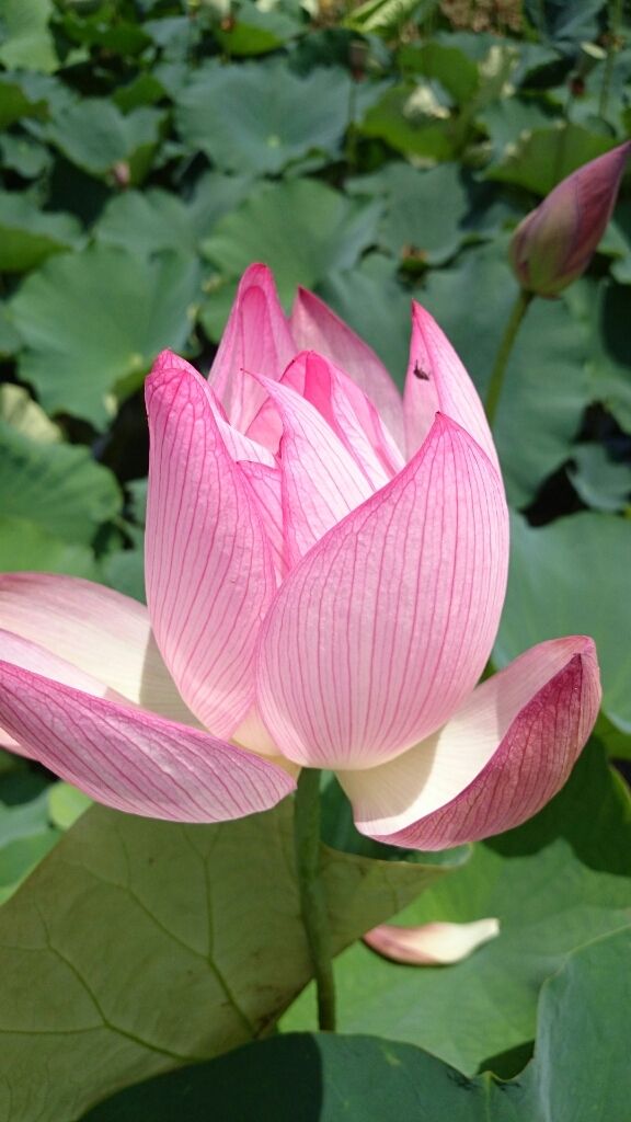 桔梗 name=