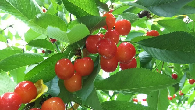 天童観光果樹園 - 高瀬（その他）の写真