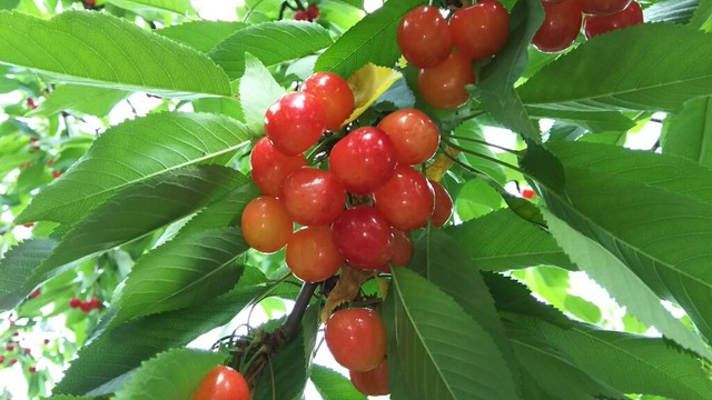 天童観光果樹園 - 高瀬（その他）の写真