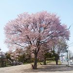 里日和 - 5月2日ご近所にて