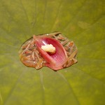 富小路 やま岸 - 