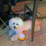 AW ・ELEMENTS - アンジェリーナはAWが大好き