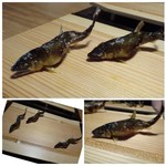 御料理 光安 - *大きさも丁度いいですし、塩加減・焼き加減も絶妙です。
