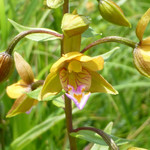 小林製菓 - カキラン