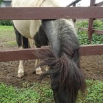 calm - ポニーに癒される♪