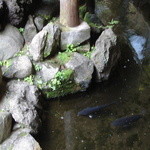 玉家 - 部屋から見た鯉泳ぐ池