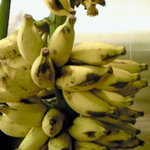 農家の台所くにたちファーム - 幻の島バナナも