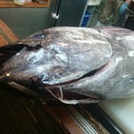 カウンターに６０ｋ以上の本マグロが・・・寝てた