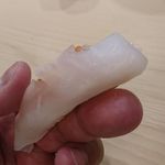 初音鮨 - 千葉勝山産アオリイカ、バチコ