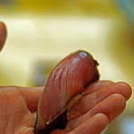 初音鮨 - 千葉の初鰹の握り