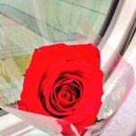 茨城マルシェ - 古河市のキャンペーンで頂いた薔薇