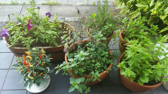 森乃館 古川店（モリノヤカタ） - 塚目（パスタ）の写真