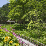 Ukai Toriyama - 四季折々の草花を散策して楽しめる山野草園。